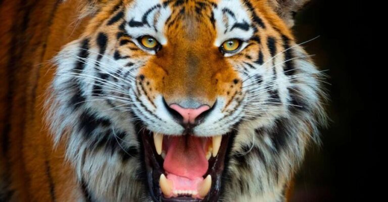 Benidorm: Terra Natura Theme Park 1-Day Tickets - Authentic Insights from Visitors