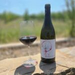 Bertinoro: Authentic Romagna Wine Tasting Experience - What to Expect During the Visit