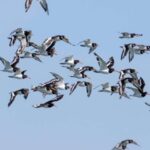Birdwatching Boat Tour in the Tagus Estuary - Who Would Love This Tour?