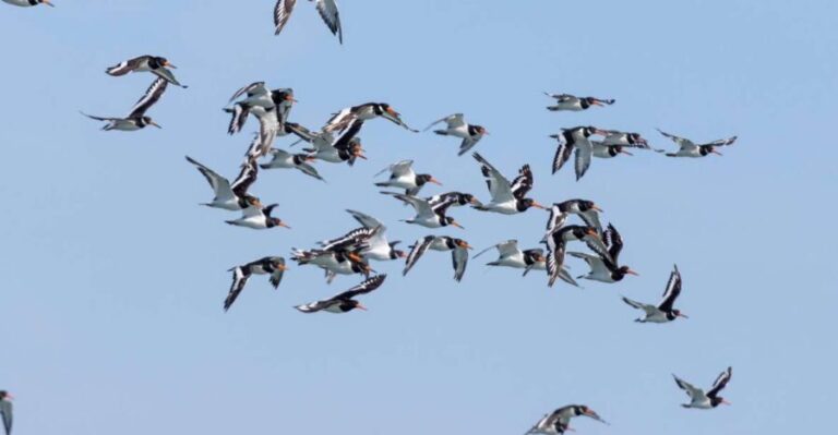 Birdwatching Boat Tour in the Tagus Estuary - Who Would Love This Tour?