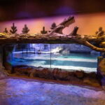 Birmingham: National Sea Life Centre Entrance Ticket - Pricing and Value