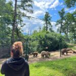 Brasov: Bran Castle, Bear Sanctuary, Rasnov (Peles Optional) - Transportation and Group Dynamics