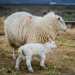 Bucharest: Ranch with Domestic Animals Day Trip - What to Expect from Your Bucharest Ranch Day Trip