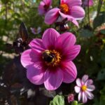 Bulb region: Dahlias Bicycle Tour - An In-Depth Look at the Dahlias Bicycle Tour