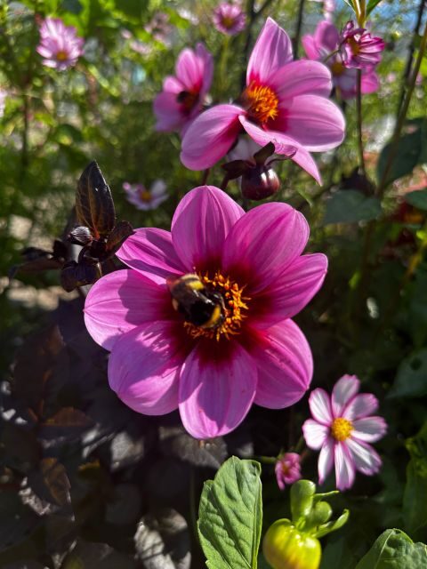 Bulb region: Dahlias Bicycle Tour - An In-Depth Look at the Dahlias Bicycle Tour