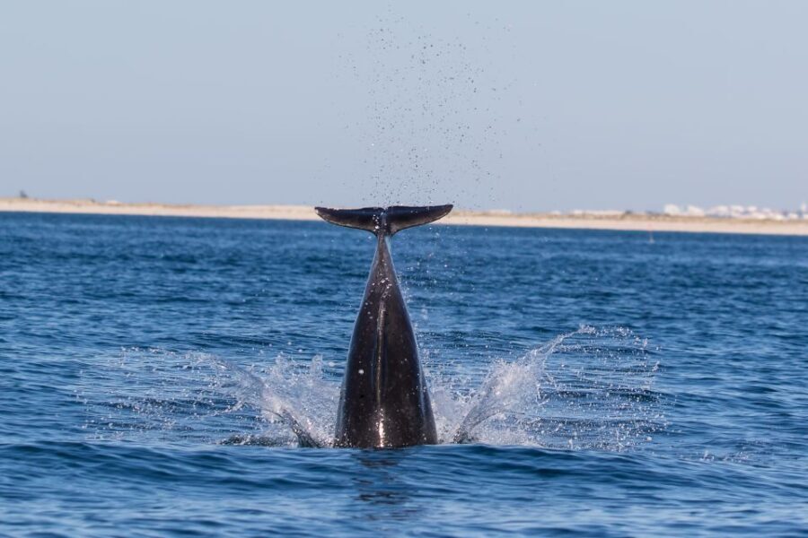 Cabanas de Tavira: Dolphin Watching Boat Tour - The Experience Beyond Dolphins