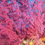 Calvi: Pointe de la Revellata Snorkeling Boat Tour - Who Should Consider This Tour?