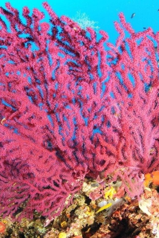 Calvi: Pointe de la Revellata Snorkeling Boat Tour - Who Should Consider This Tour?