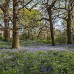Canterbury: City Nature Tour with Forest Bathing - Forest Bathing: Deep Restorative Connection