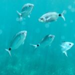 Cargèse:Scandola/Piana/Stop in Girolata Half-Day on RIB boat - Who Would Love This Tour?