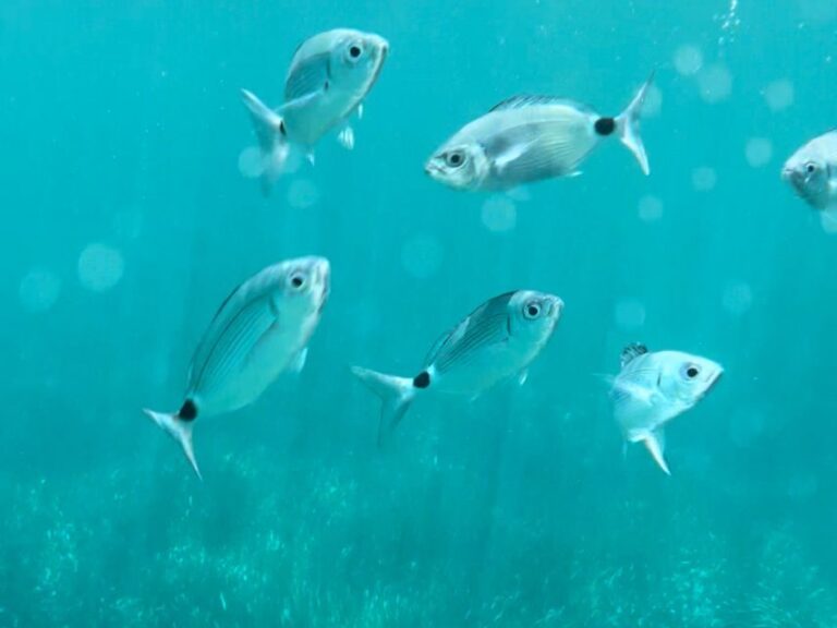 Cargèse:Scandola/Piana/Stop in Girolata Half-Day on RIB boat - Who Would Love This Tour?
