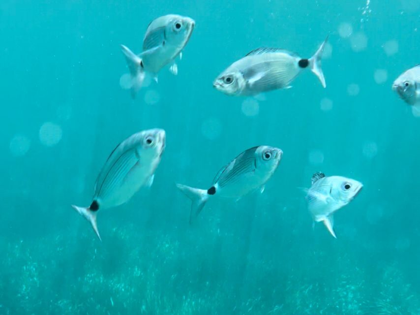 Cargèse:Scandola/Piana/Stop in Girolata Half-Day on RIB boat - Who Would Love This Tour?
