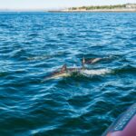 Cascais: Dolphin Watching Tour - The Sum Up