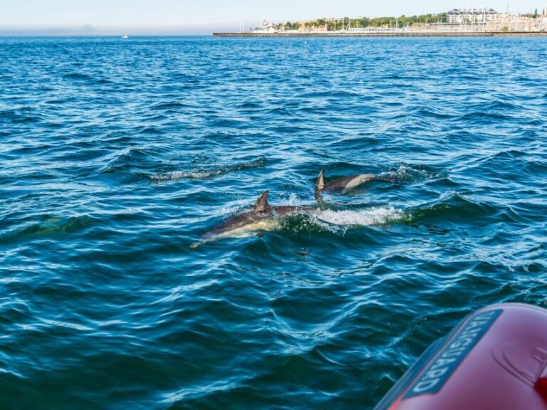 Cascais: Dolphin Watching Tour - The Sum Up