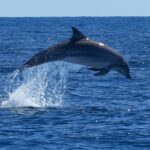 Catamaran Le Providence: Discover the bottlenose dolphin at Le Grau-du-Roi - Final Thoughts