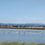 Cervia & Milano Marittima on APE CALESSINO vintage - Final Thoughts