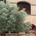 Chania Private Olive Oil Tour: Oil Tasting & Villages Tour - Why This Tour Offers Great Value