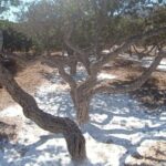 Chios: Mastiha shore excursion - A Deep Dive into the Mastiha Shore Excursion