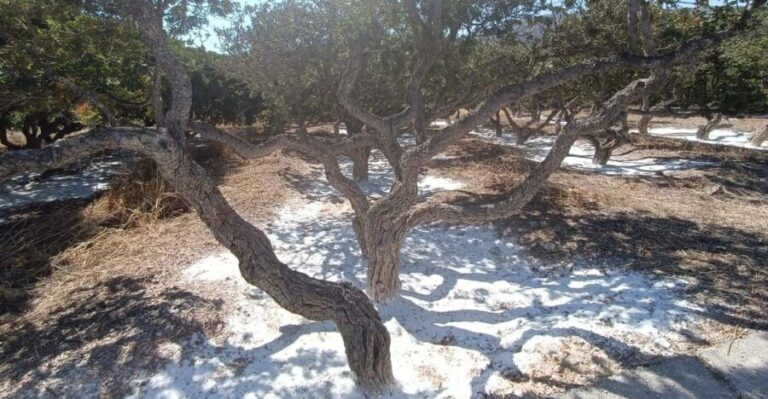 Chios: Mastiha shore excursion - A Deep Dive into the Mastiha Shore Excursion