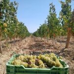 Coimbra: Rota da Bairrada gastronomic tour - What Makes This Tour Stand Out