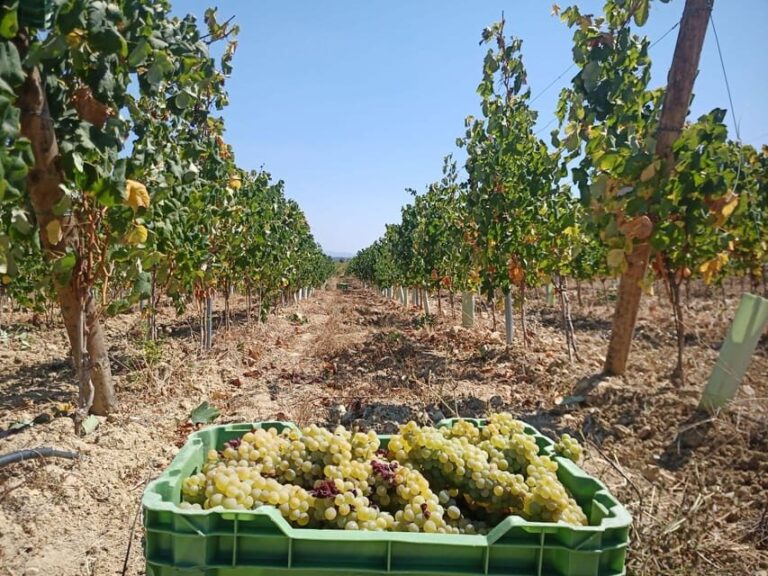 Coimbra: Rota da Bairrada gastronomic tour - What Makes This Tour Stand Out