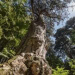 Cosenza: Giants of the Sila - What to Expect on the Tour