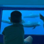 Costa Adeje: Whale & Dolphin Submarine Vision Mini Cruise - The Real Value: What Makes This Tour Stand Out