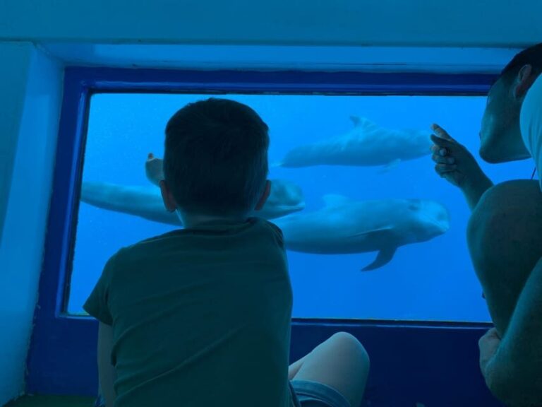 Costa Adeje: Whale & Dolphin Submarine Vision Mini Cruise - The Real Value: What Makes This Tour Stand Out