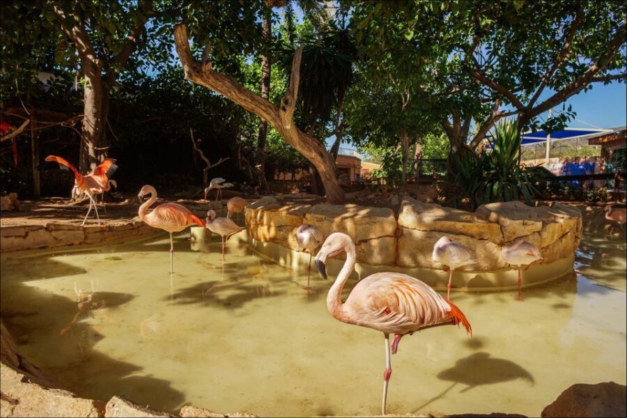 Costa d'en Blanes: Entry Ticket for Marineland Mallorca - Authentic Insights from Visitors