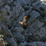 Crete: Land Rover Safari Through Katharo Plateau - The Experience: Pros and Cons