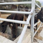 Cypriot Traditions and Donkey Adventures - Who Is This Tour Best For?