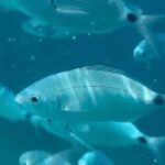 Day trip on a catamaran in the bay of ajaccio - The Value of the Tour: Is It Worth It?