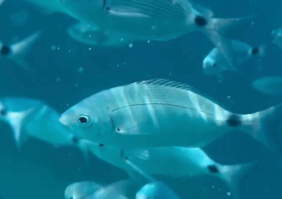 Day trip on a catamaran in the bay of ajaccio - The Value of the Tour: Is It Worth It?