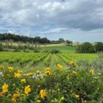 Discover Italian Wines: Exclusive Tasting at Tenuta La Viola - Analyzing the Value