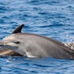 Dolphin Kayak Safari at Sunset at Golfo Aranci - What Makes This Experience Stand Out?