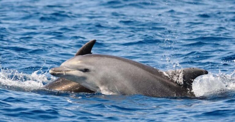 Dolphin Kayak Safari at Sunset at Golfo Aranci - What Makes This Experience Stand Out?