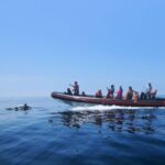 Dolphin Safari and Cave Tour in Vilamoura - The Dolphin Watching Experience