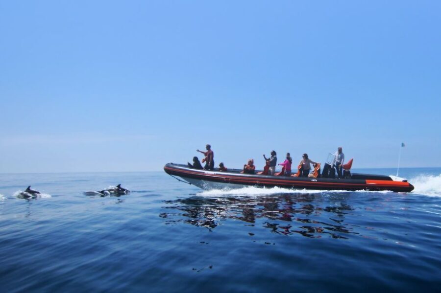 Dolphin Safari and Cave Tour in Vilamoura - The Dolphin Watching Experience