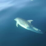 Dolphin Watch - What Makes This Tour Stand Out