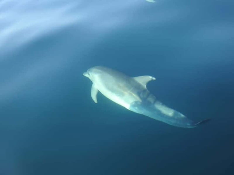 Dolphin Watch - What Makes This Tour Stand Out