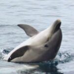 Dolphin Watching and Local Caves - Final Thoughts