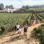 Douro Valley: Real Small-Group, Wine Tasting, Lunch & Boat - Potential Drawbacks & Considerations