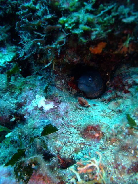 Dubrovnik: 1-Day Diving Package - What’s Included and What’s Not