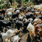 Durrës/Golem/Shkoder: Theth & Blue Eye Day Tour Alps - Practical Details and Tips