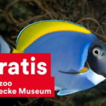 DüsseldorfCard: Discount Tourist Card - How the Public Transport Works