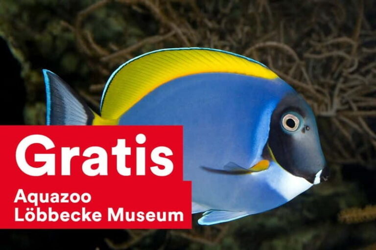 DüsseldorfCard: Discount Tourist Card - How the Public Transport Works