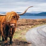 Edinburgh: 3-Day Isle of Skye, Highlands, and Loch Ness Tour - What’s Included and What to Consider
