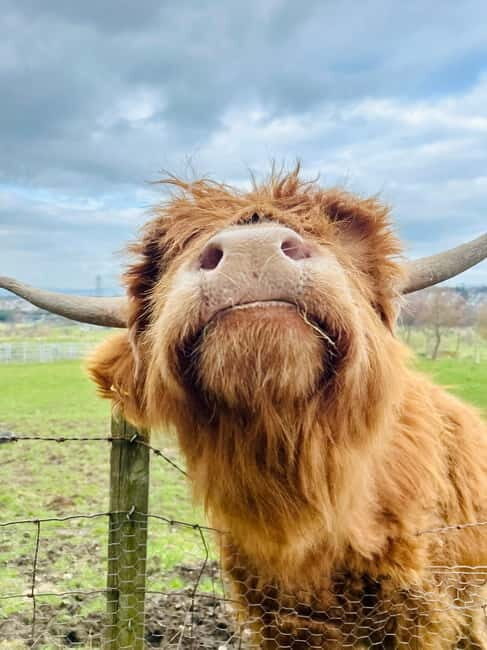 Edinburgh: Highland Cow, Blackness Castle, and Cake Tour - Practical Details and What to Expect