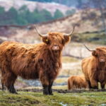 Edinburgh: Highland Lochs, Glens & Hairy Coo's (Small Group) - The Experience in Detail: What You’ll Love and What to Consider