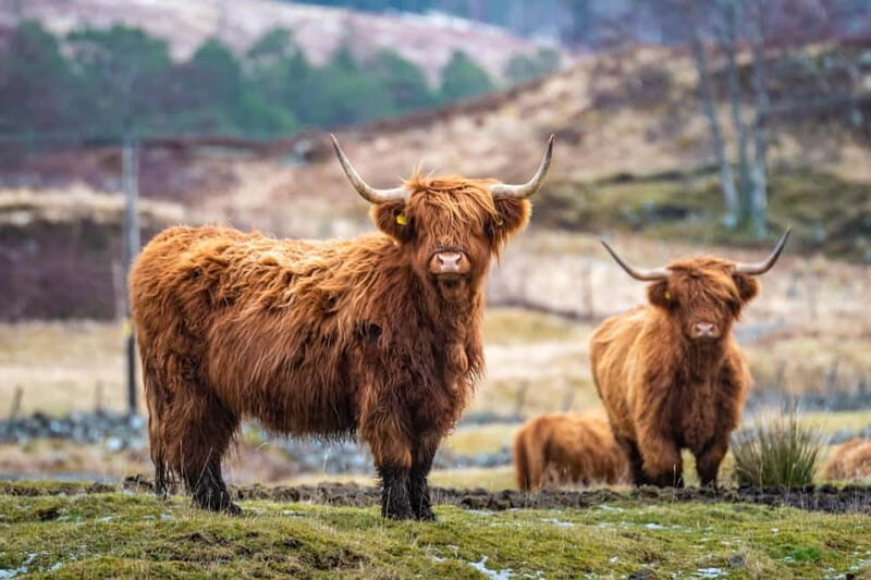 Edinburgh: Highland Lochs, Glens & Hairy Coo's (Small Group) - The Experience in Detail: What You’ll Love and What to Consider